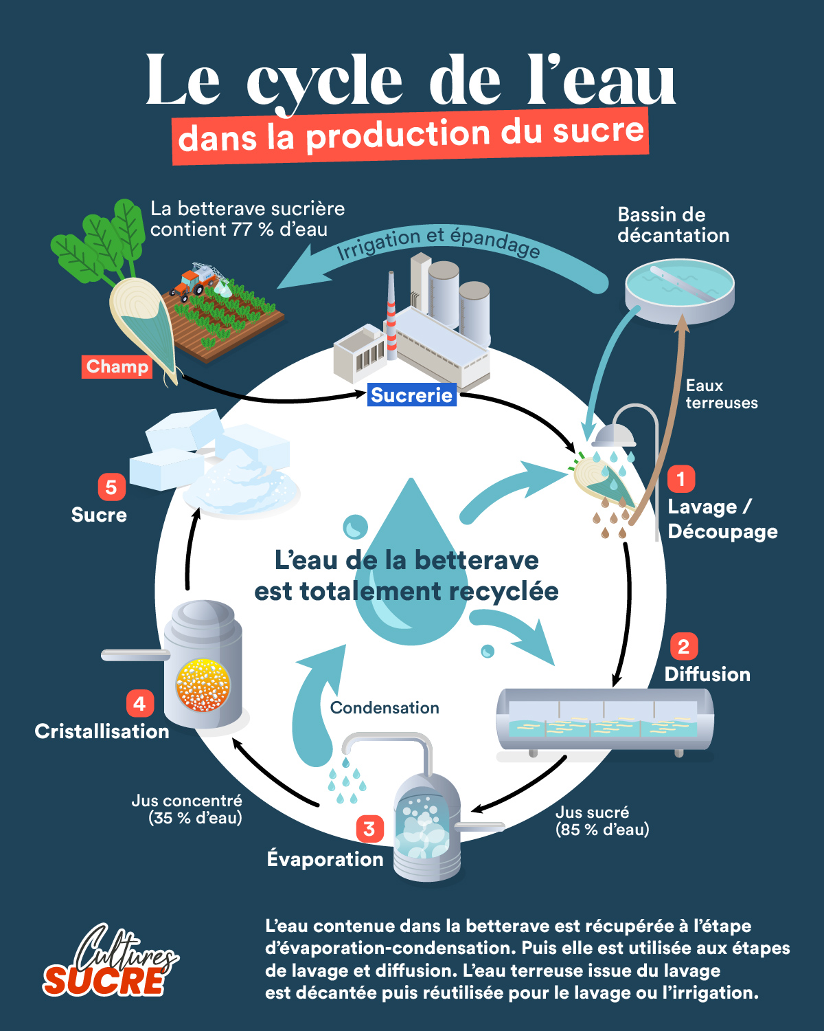 Cultures Sucre